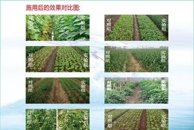 叶面肥 冲施肥 含**水溶肥 育苗专用肥 24小时见效